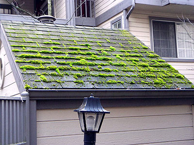 Moss on roof at hotel.  Looks like England.